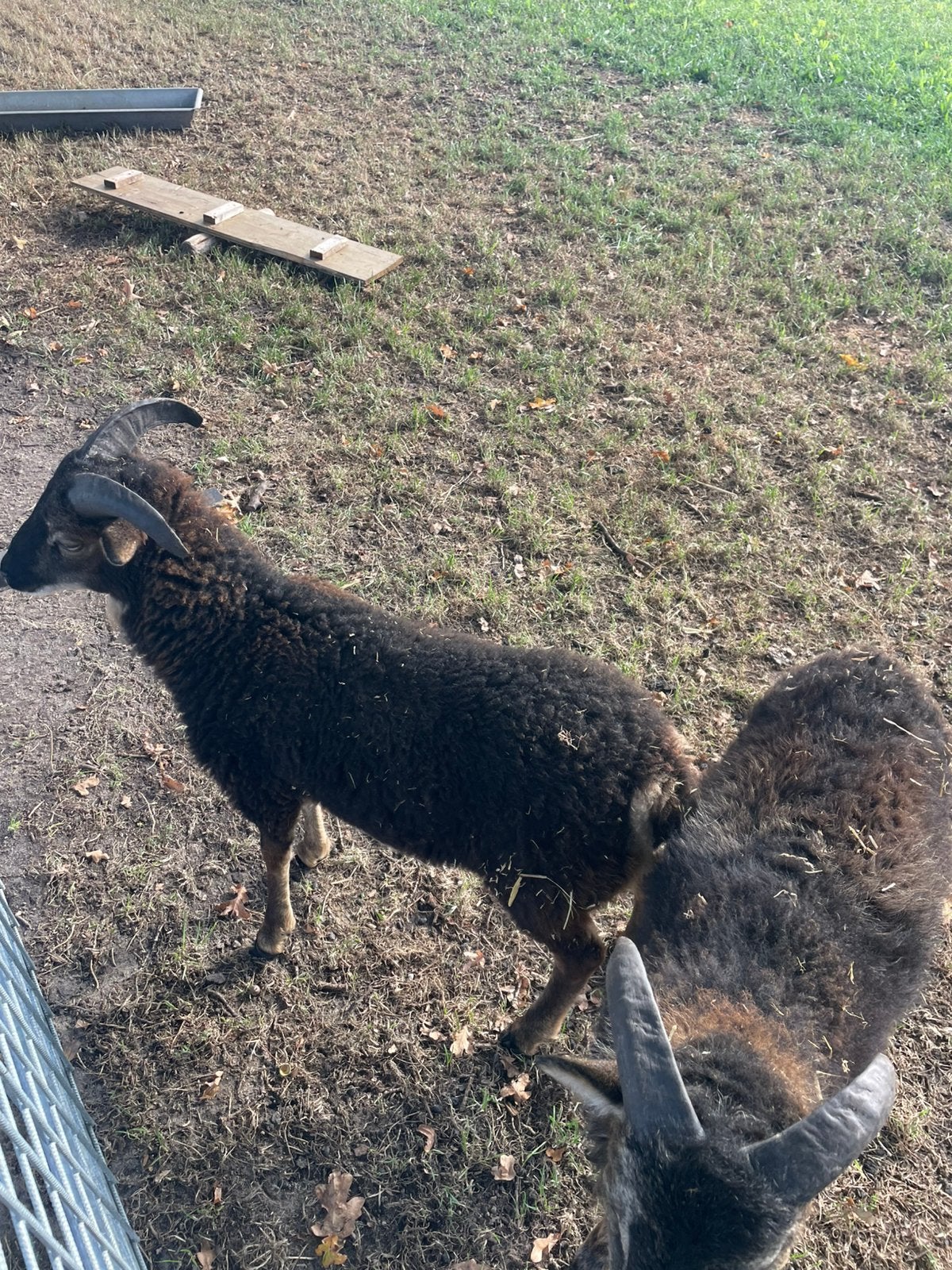 Schaap,schapen,ram lam,rammen,soay schaap, Mannelijk, Schaap, 0 tot 2 jaar
