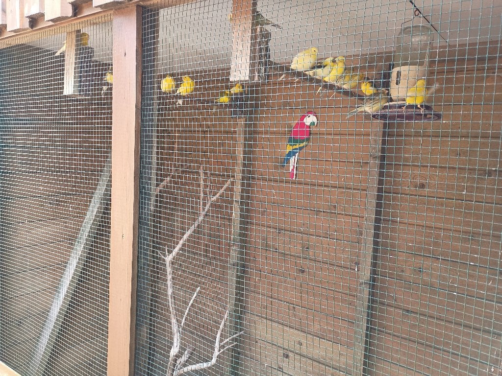 Kanaries geelgroen gemêleerd, Meerdere dieren, Kleurkanarie