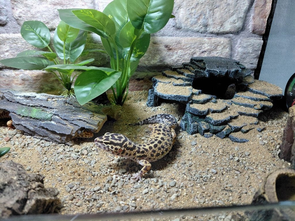 Luipaardgekko - Juan Calros el hambriento, Dieren en Toebehoren, Overige soorten, 0 tot 2 jaar