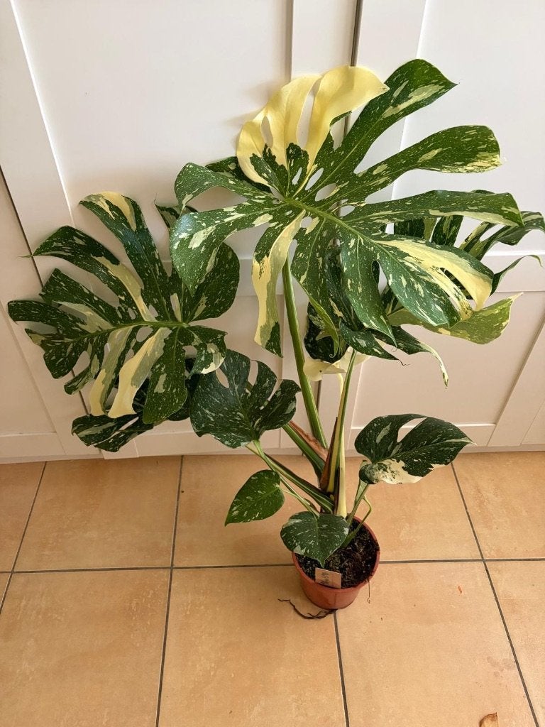 Monstera albo, Huis en Inrichting, Kamerplanten, Ophalen, Overige soorten, Halfschaduw, In pot
