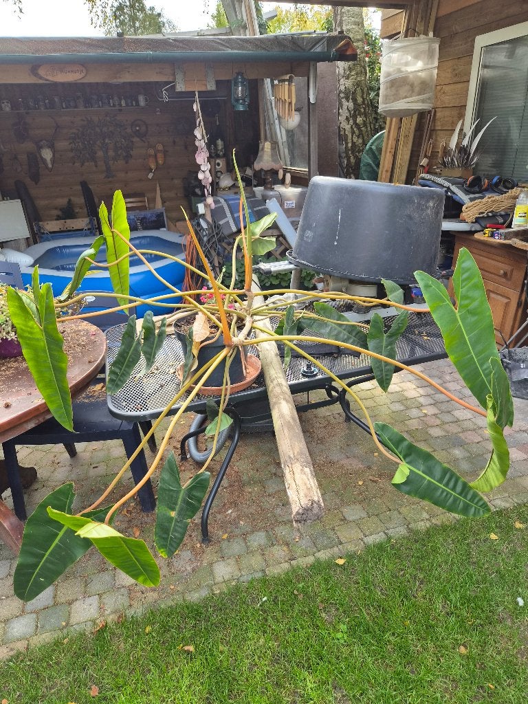 Plant Philodendron, Vaste plant, Bloeit niet, Halfschaduw, Ophalen