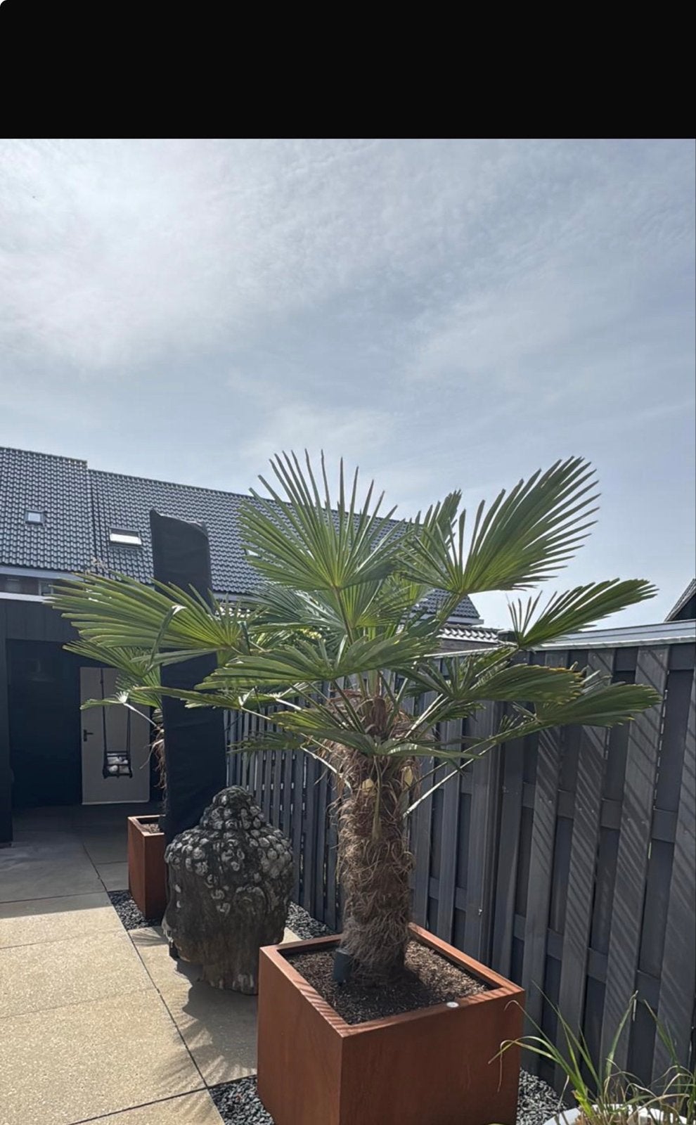 Twee prachtige palmbomen (excl bak), Tuin en Terras, Volle zon, Vaste plant, Bloeit niet, Ophalen