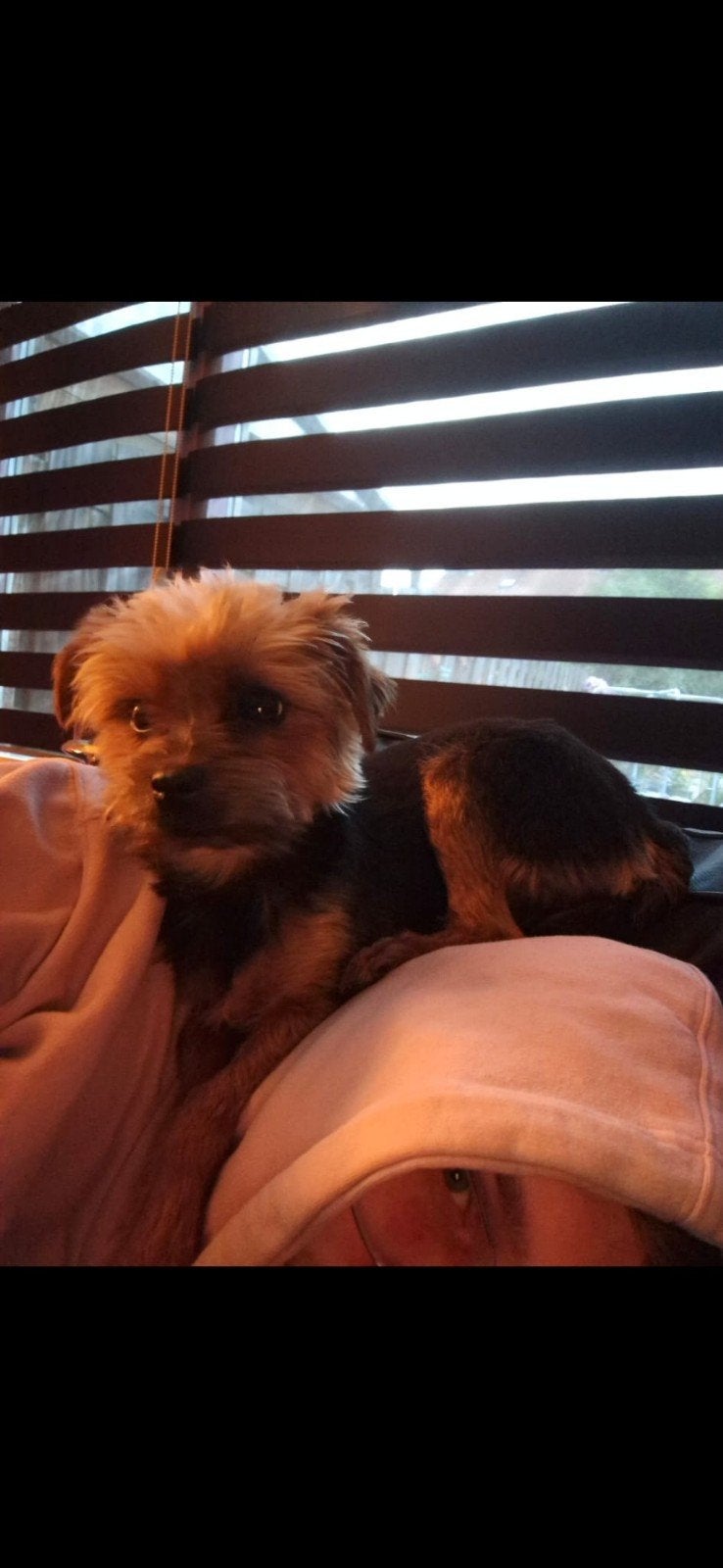 te koop hele mooie Yorkshire Terrier, Yorkshire Terriër, 8 tot 15 weken, Teef, Meerdere