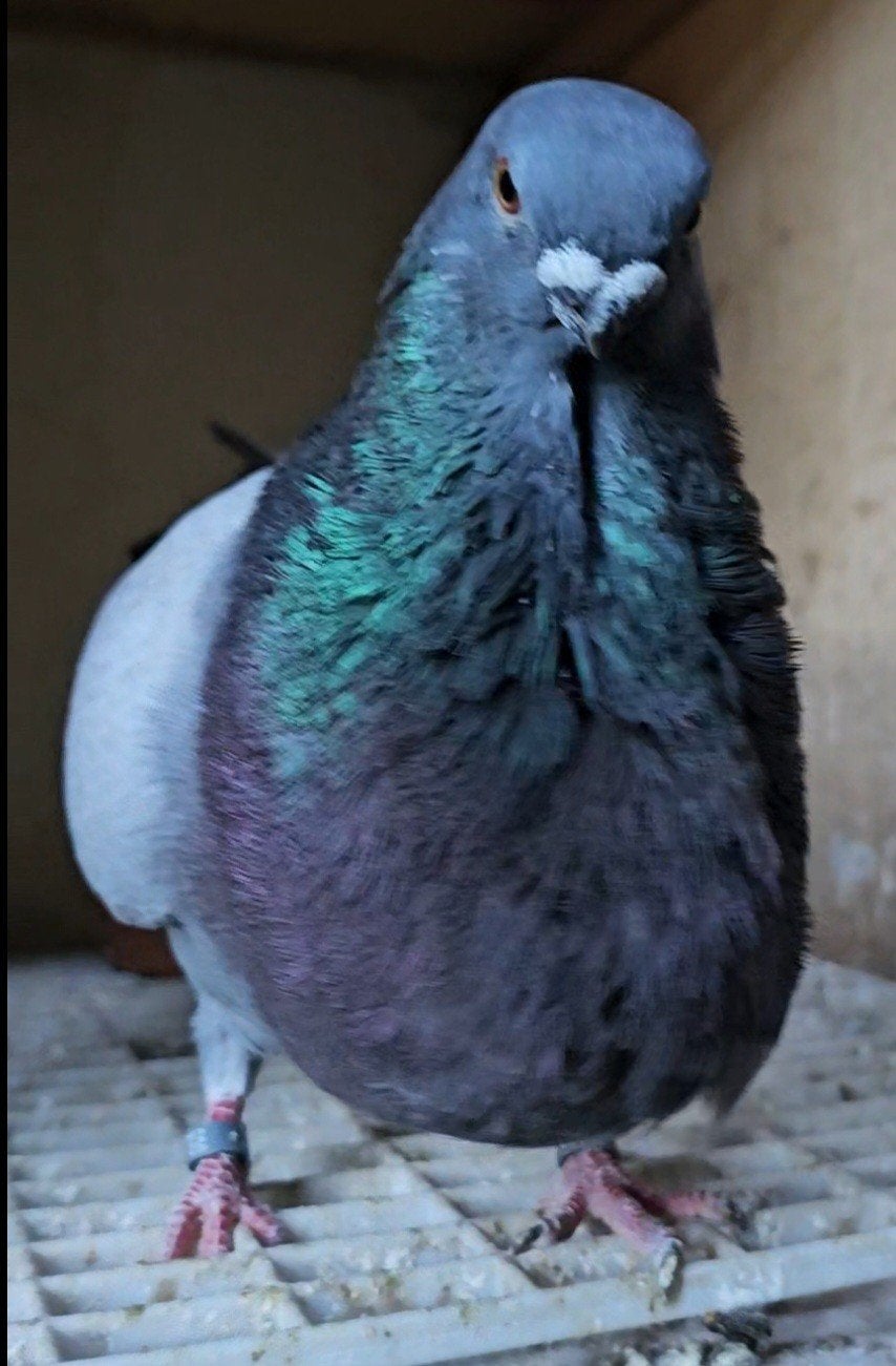 Canaria kroppers, Dieren en Toebehoren, Meerdere dieren, Kropper