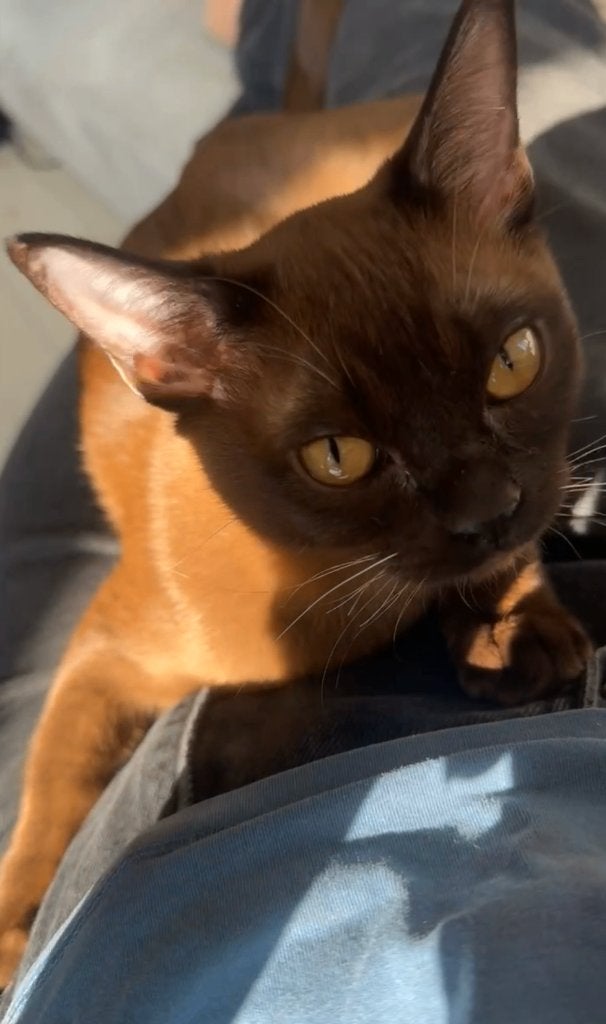 Burmees Kat 1 jaar, Kater, Gechipt, 0 tot 2 jaar