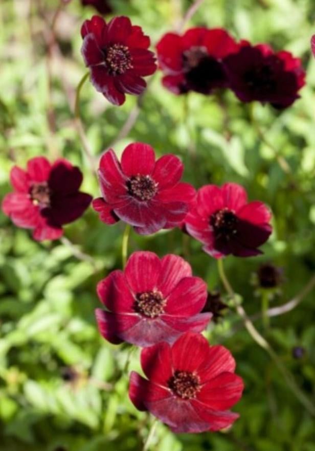 Cosmos atro. Cherry chocolate P9, Ophalen of Verzenden, Vaste plant, Overige soorten, Halfschaduw