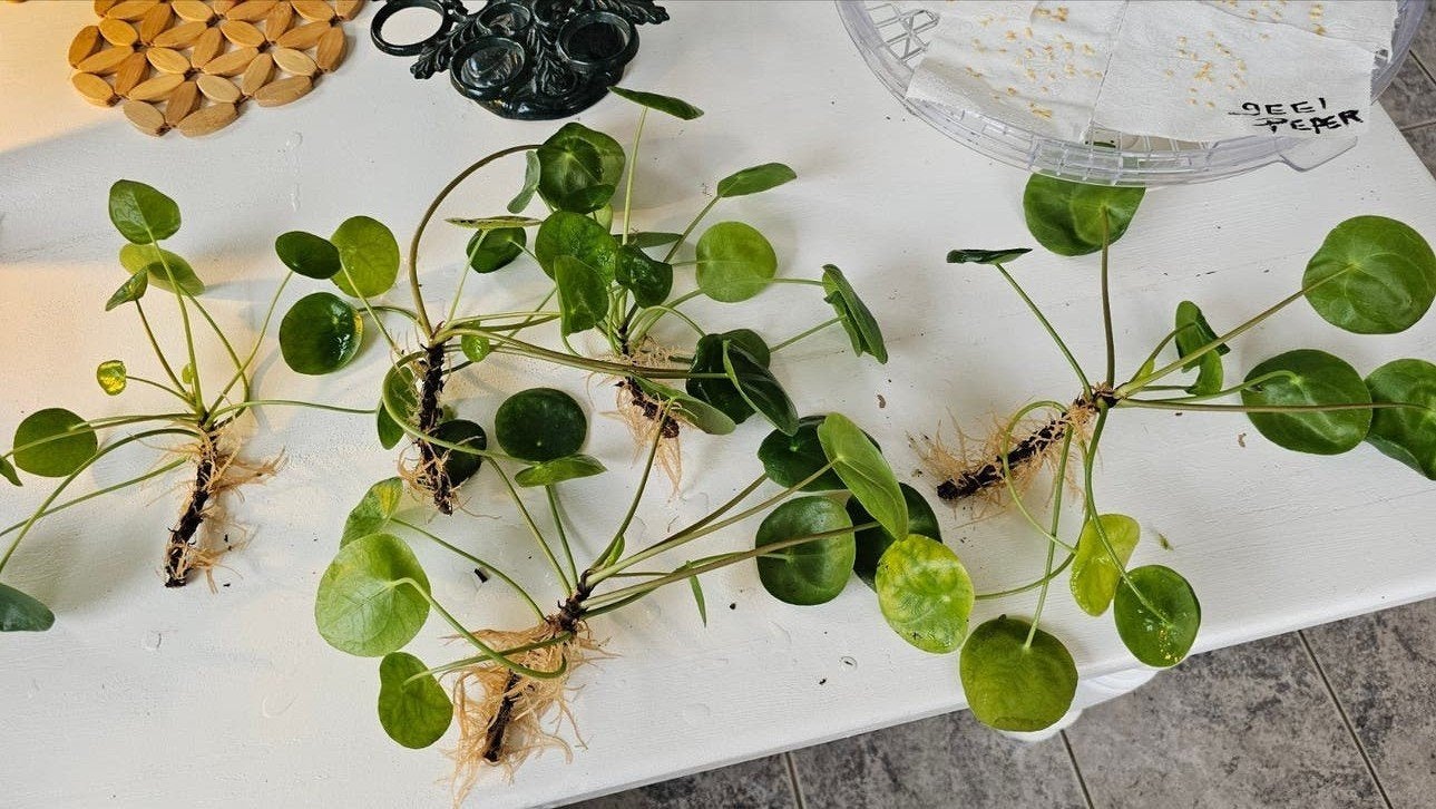 Pannenkoekenplant stekjes met wortels, Verzenden, Zomer, Overige soorten, Halfschaduw