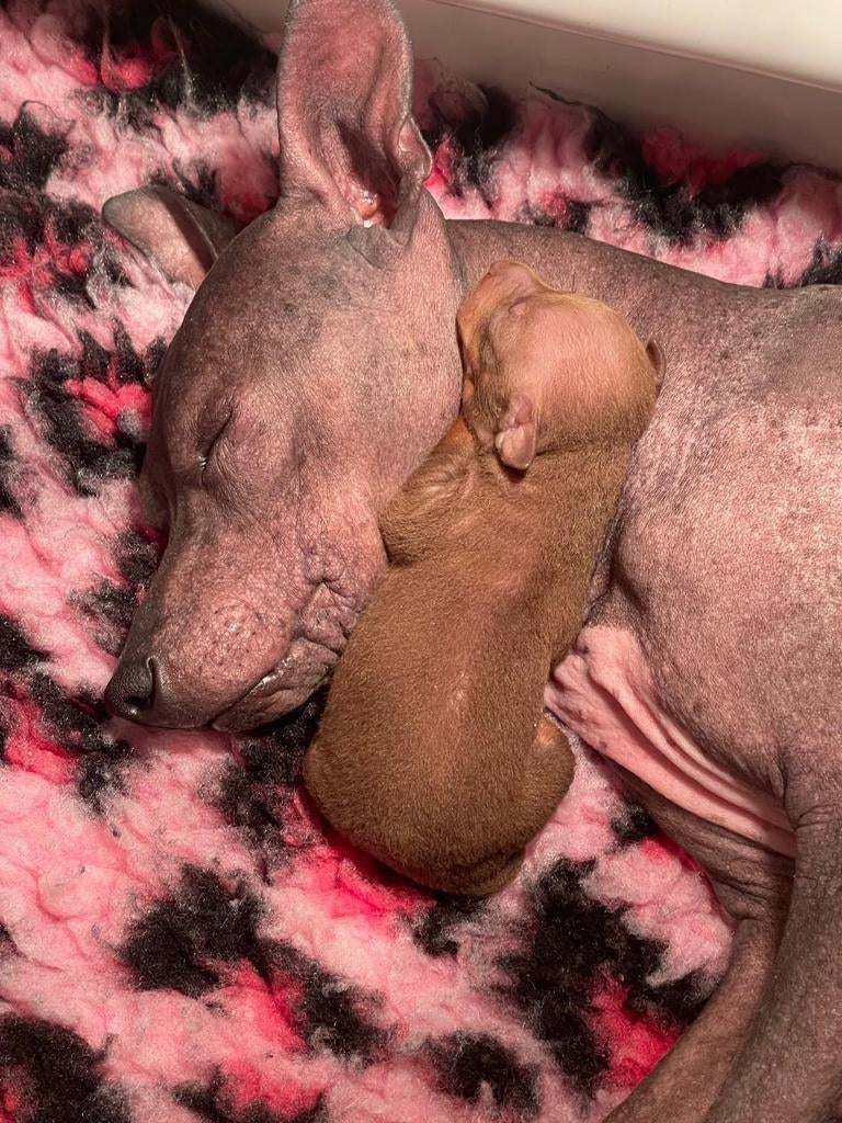 American Hairless Terriër/ Amerikaanse Naakthond, Overige rassen, 8 tot 15 weken, Meerdere, Meerdere dieren