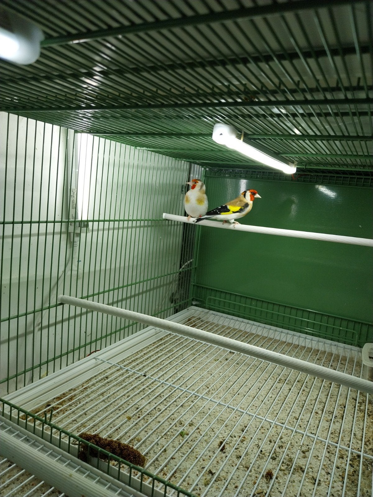 Putters koppel, Meerdere dieren, Bastaard