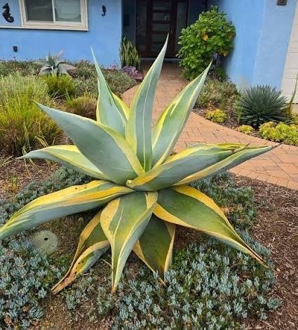 Agave Guiengola Marginata, Tuin en Terras, Ophalen of Verzenden, Volle zon