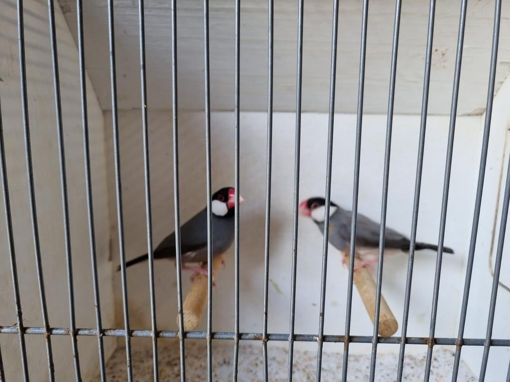 Rijstvogels te koop, Dieren en Toebehoren, Vogels | Overige Vogels, Meerdere dieren