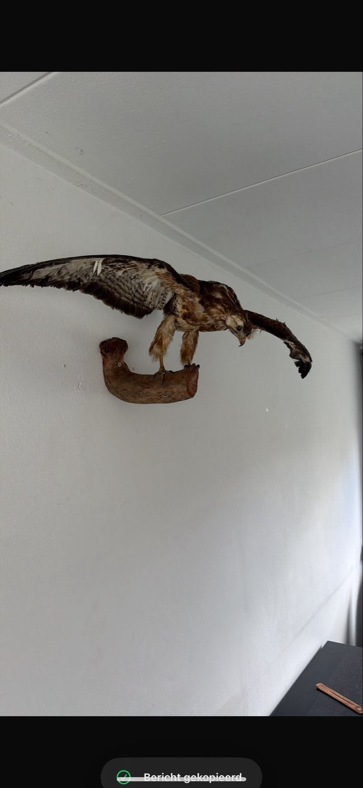 Opgezette roofvogel aan de muur, Verzamelen, Ophalen of Verzenden, Gebruikt, Vogel, Opgezet dier