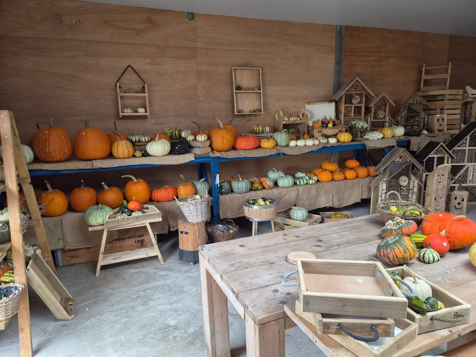 Halloween Pompoenen: Eetbare & Sierpompoenen, Ophalen, Overige soorten, Minder dan 100 cm