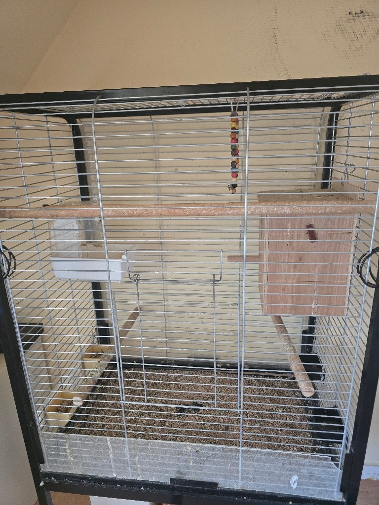 Vrouwlijke pyrrhura en mannetje, Meerdere dieren, Parkiet, Geringd