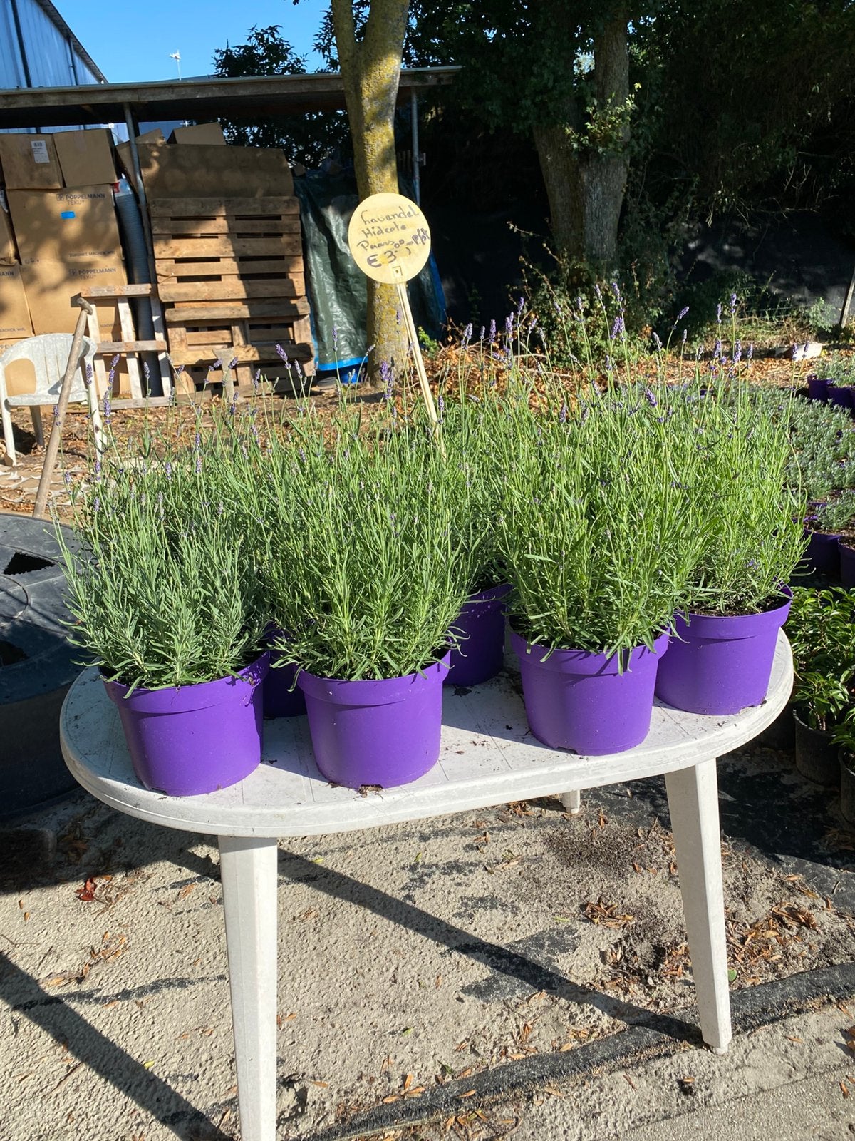 Bloeiende lavendel hidcote paars/wit in20cmpot €1,25 pst., Ophalen, Vlinderstruik, Minder dan 100 cm