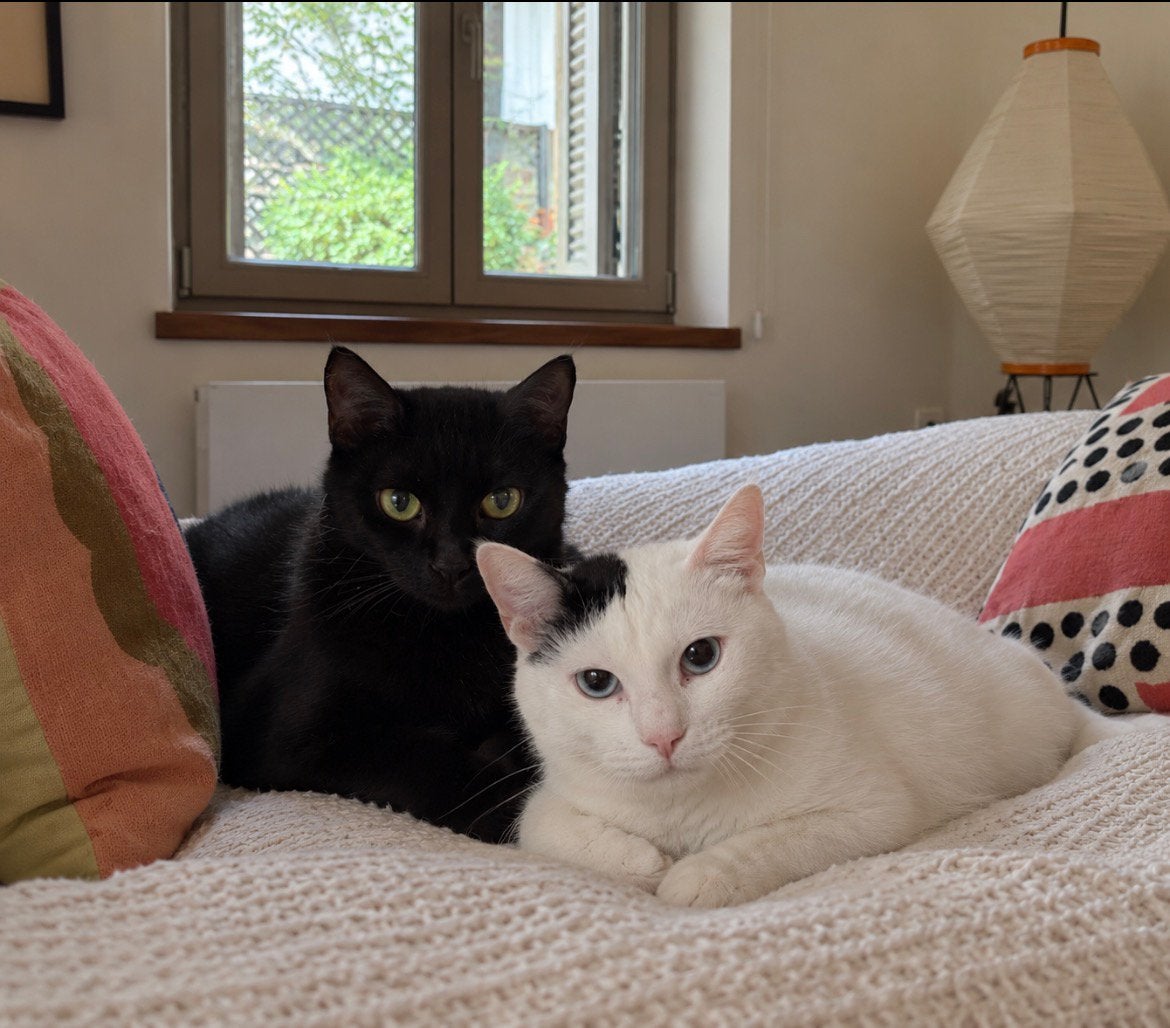 Theo & Clio – Twee onafscheidelijke katten ter adoptie ️, Meerdere dieren