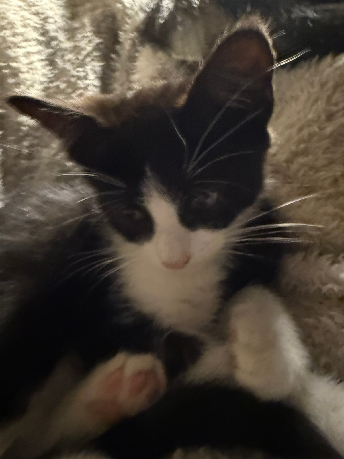 Vrolijke, lieve jonge poesjes europese korthaar met ragdoll, Meerdere dieren, Kortharig, 0 tot 2 jaar