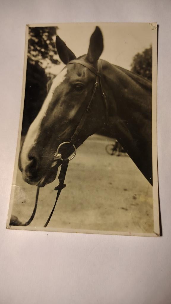 Oudenbosch Fotokaart Paard, Verzamelen, Ansichtkaarten | Nederland, Ophalen of Verzenden, Zuid-Holland