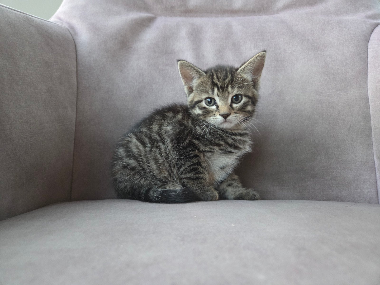 Kittens, Meerdere dieren