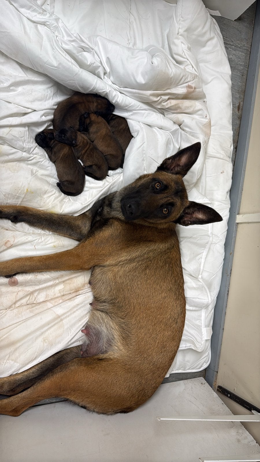 5 prachtige Mechelse herder pups geboren!, Dieren en Toebehoren, 8 tot 15 weken, Meerdere, Meerdere dieren, Herder