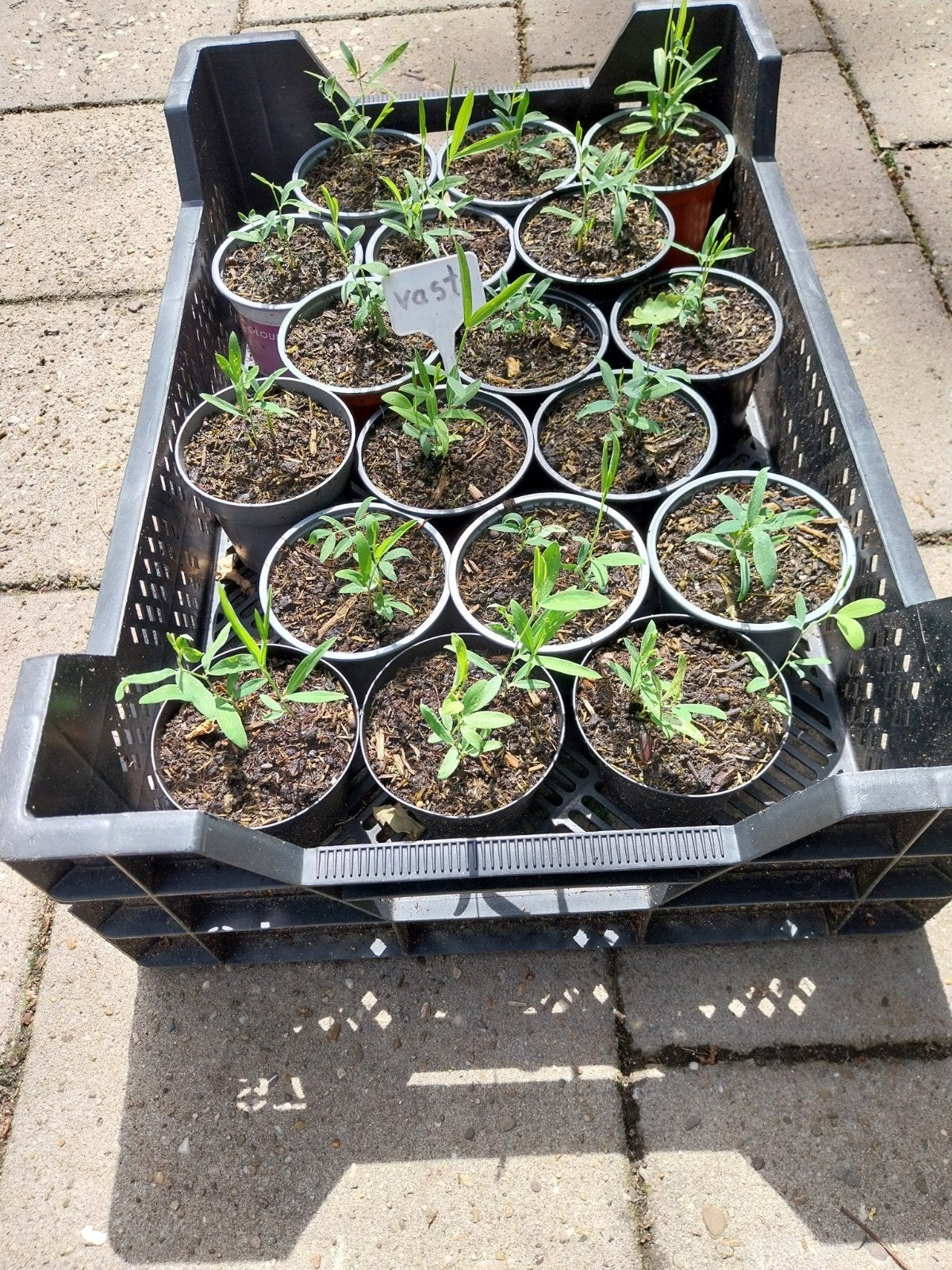 Jonge Lathyrus, vasteplant, Ophalen, Overige soorten, Volle zon