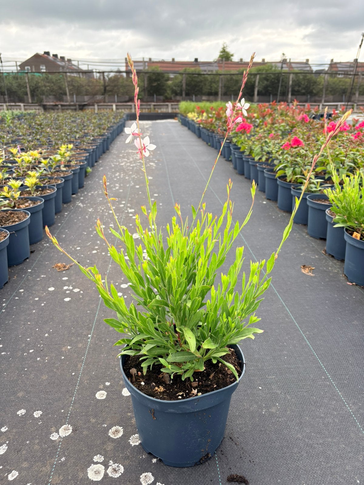 Vaste planten Gaura lindheimeri ‘Whirling Butterflies’, Ophalen of Verzenden, Overige soorten, Volle zon