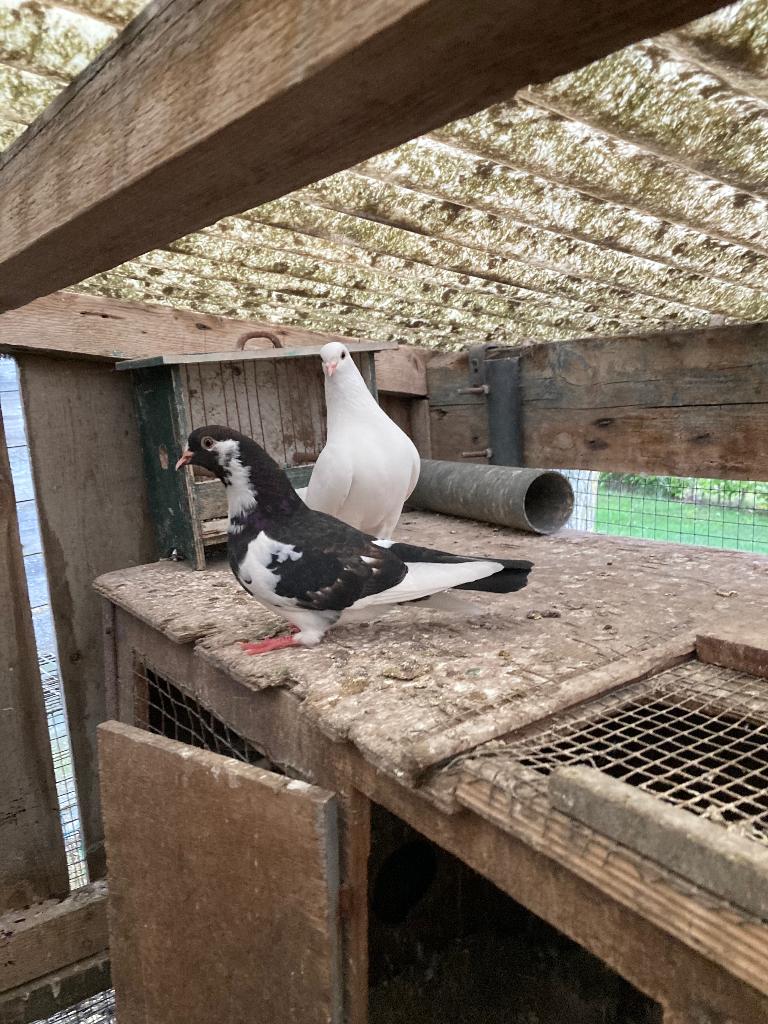 Duiven, Meerdere dieren, Overige soorten