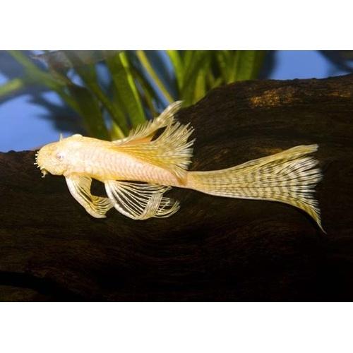 Ancistrus sp.Gold long fin, Dieren en Toebehoren, Vissen | Aquariumvissen, Vis, Zoetwatervis