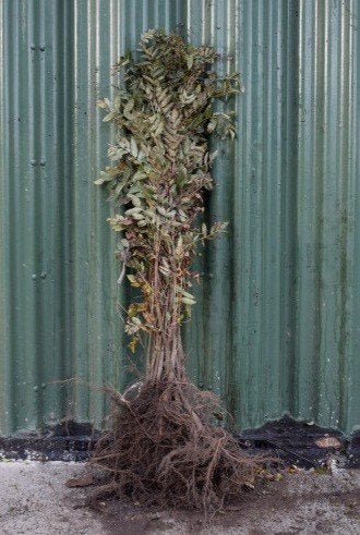 Gewone Lijsterbes 100/125cm Sorbus aucuparia, Tuin en Terras, Ophalen, Overige soorten, Struik, Minder dan 100 cm