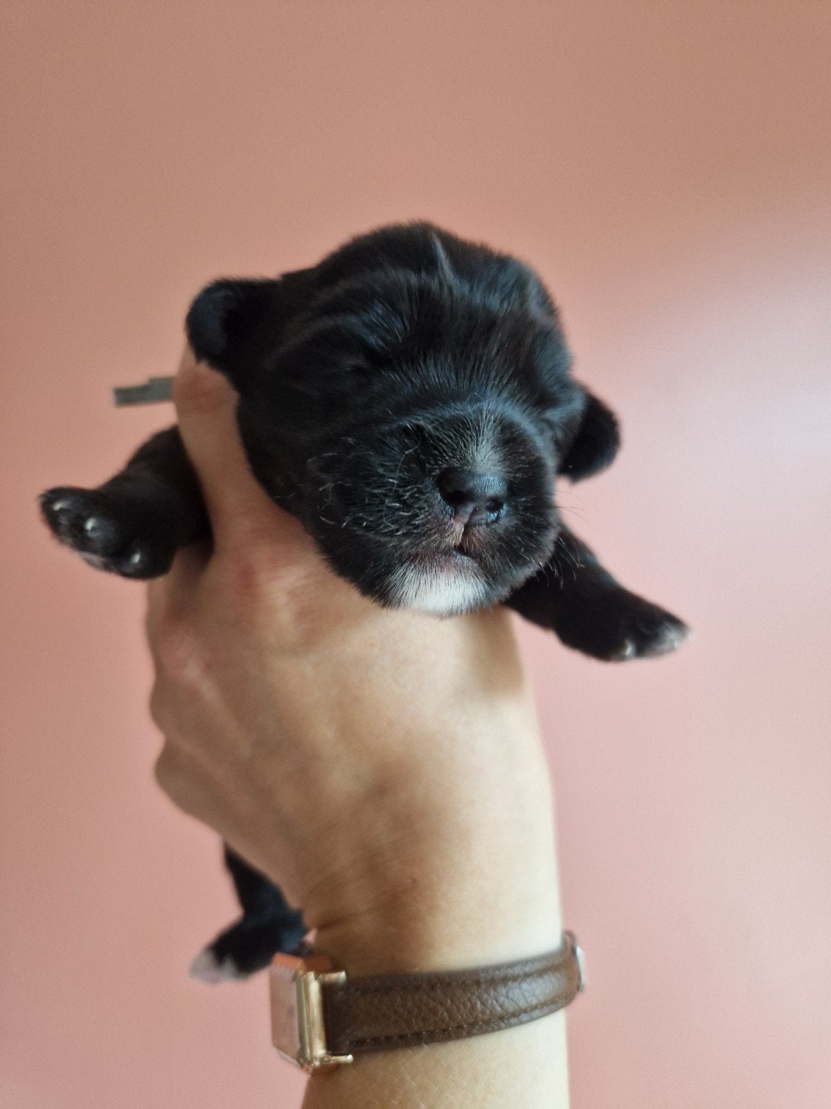 Prachtige Kruising Pups, Dieren en Toebehoren, 8 tot 15 weken, Meerdere, Meerdere dieren, Nederland