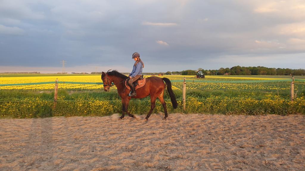 4 jarige D pony merrie, Dieren en Toebehoren, Pony's, Merrie, Met stamboom, Springpony, Zadelmak