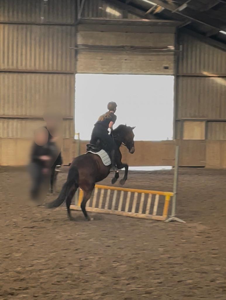 Bijrijder aangeboden/ bijrijd paard gezocht, Ophalen of Verzenden, Zo goed als nieuw