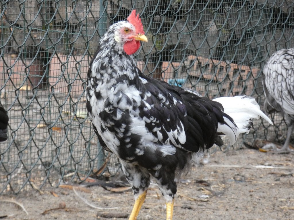 mooie jonge hanen leghorn bont exchequer, Dieren en Toebehoren, Pluimvee, Mannelijk, Kip