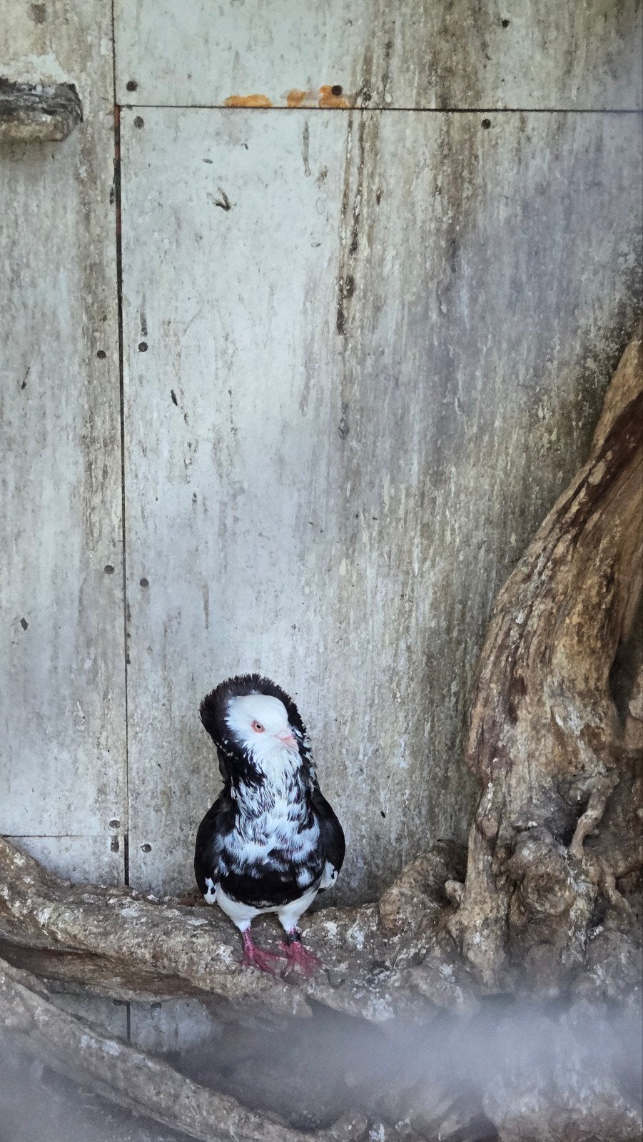 kapucijn duiven 2koppels en een jonge en 3 pauwstaartje gekl, Meerdere dieren, Overige soorten