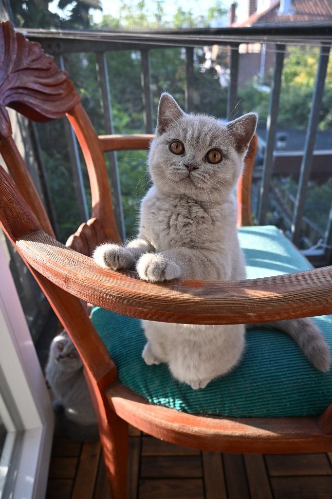 Britse korthaar katten, Poes, Met stamboom, 0 tot 2 jaar