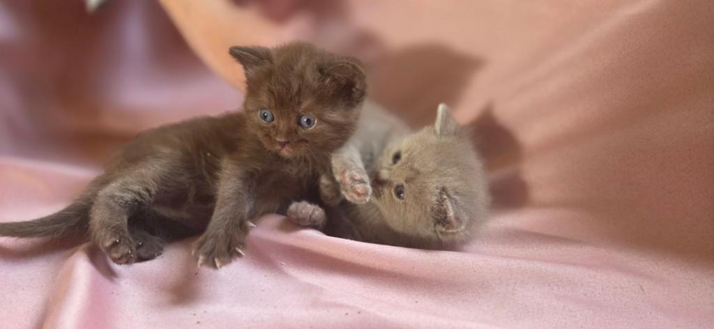 Britse korthaar kittens, Dieren en Toebehoren, Katten en Kittens | Raskatten | Korthaar, Meerdere dieren, Ingeënt