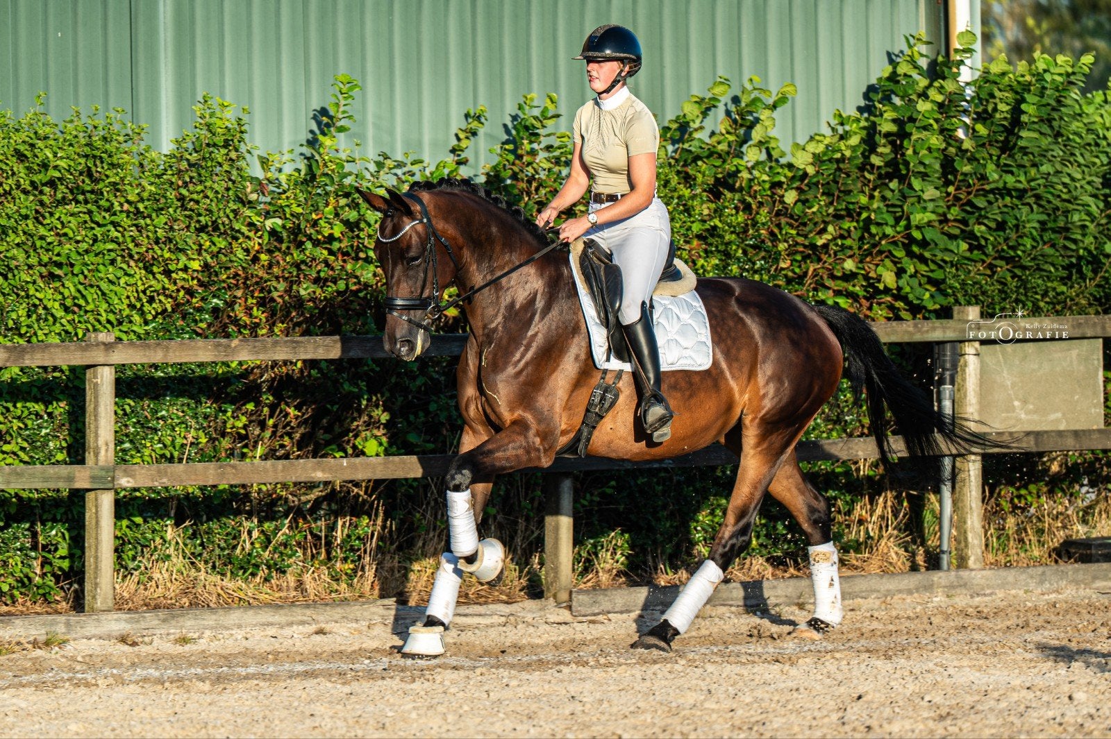 7 jarige Ster merrie, Dieren en Toebehoren, Paarden, Merrie, Met stamboom, M, Dressuurpaard