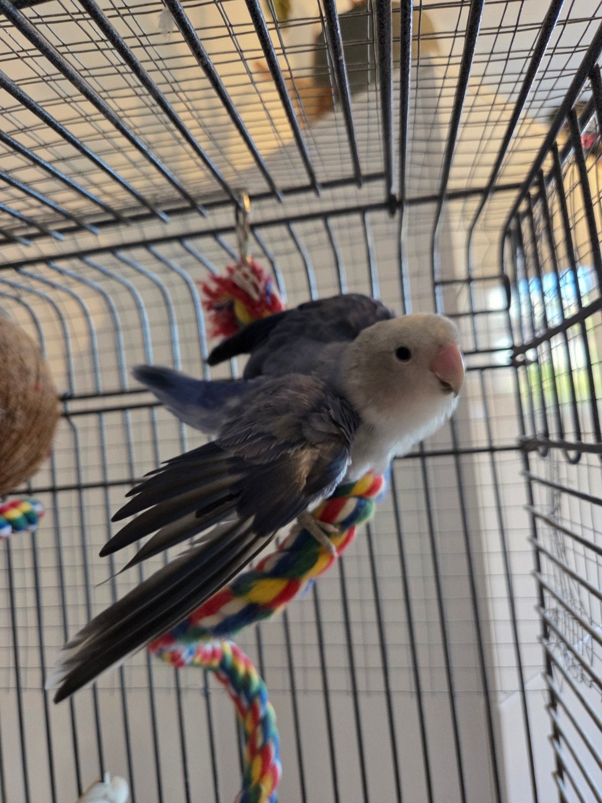 Dwerg papegaai (agapornis) zoekt een nieuw huisje, Vrouwelijk, Dwergpapegaai of Agapornis