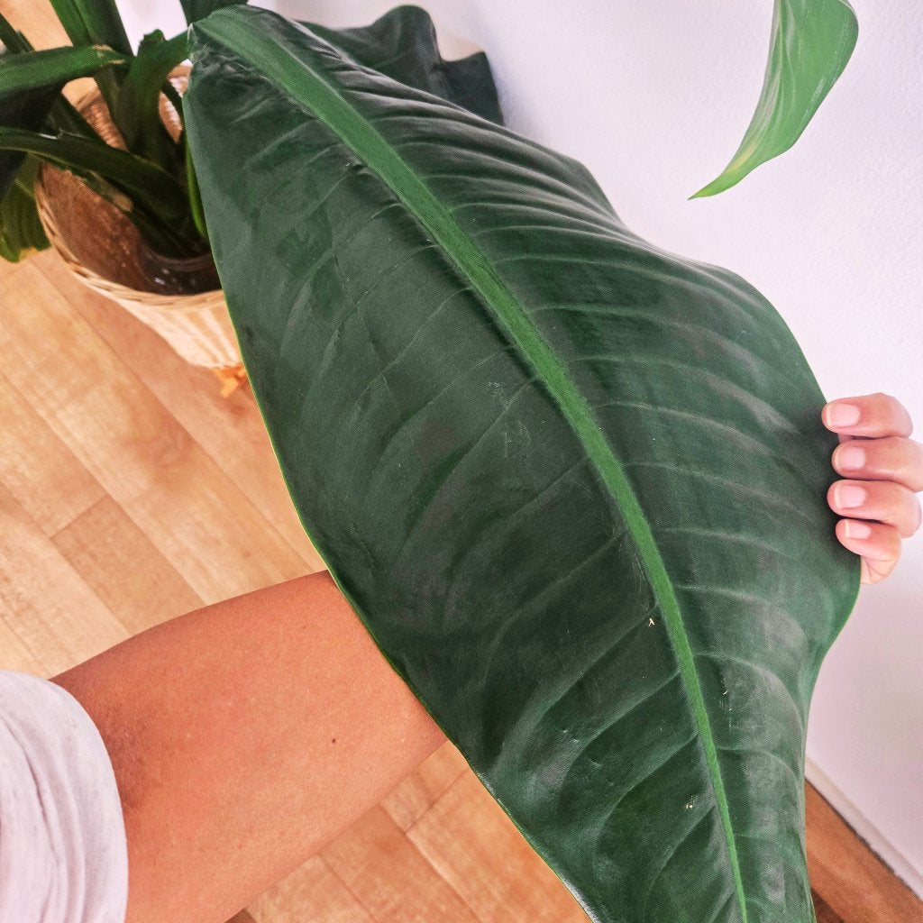 Zeldzame mooie Dieffenbachia Big Ben, Overige soorten, Minder dan 100 cm, Groene kamerplant, Halfschaduw