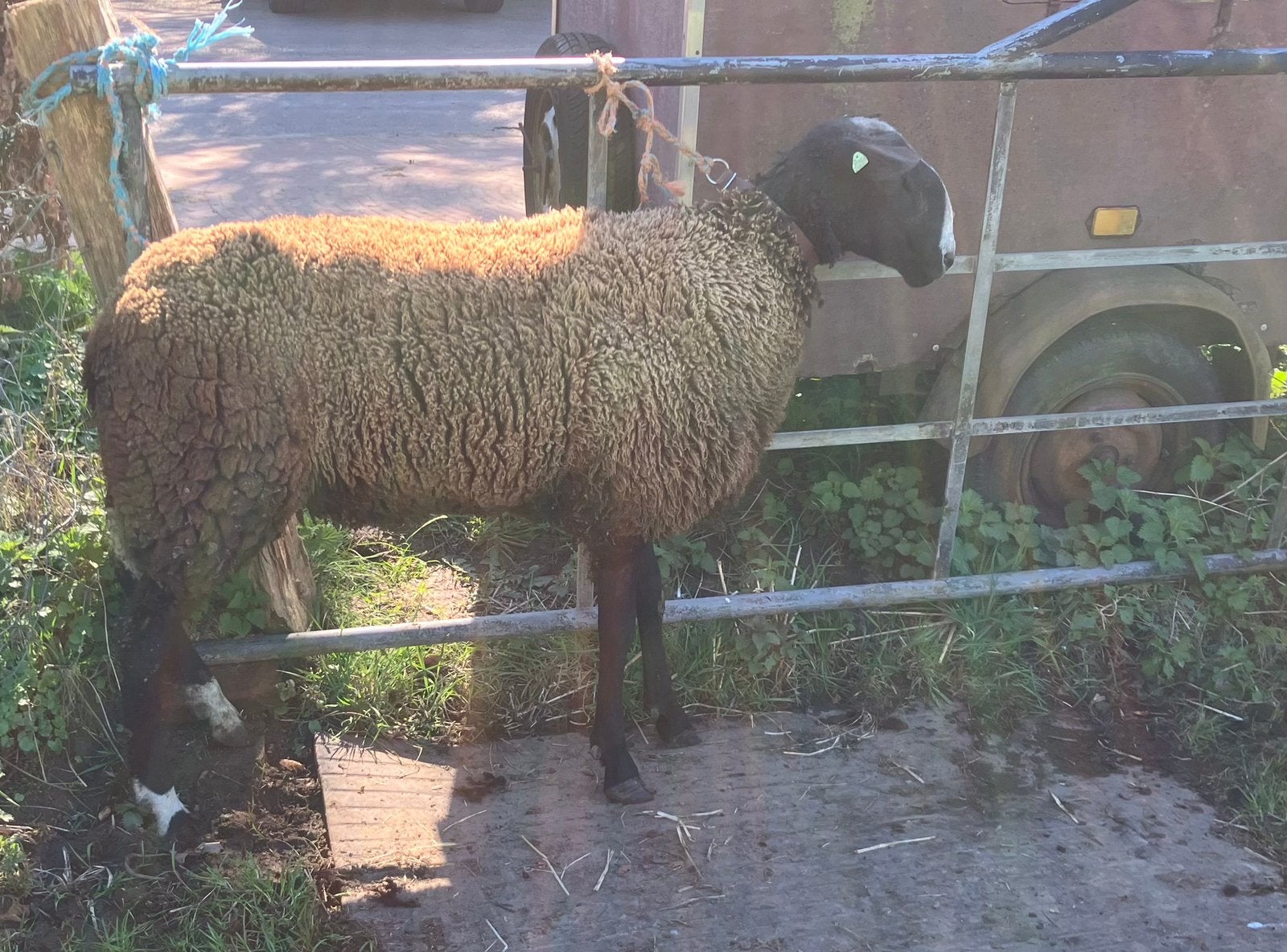 Zwartbles ram 1e premie, Mannelijk, Schaap