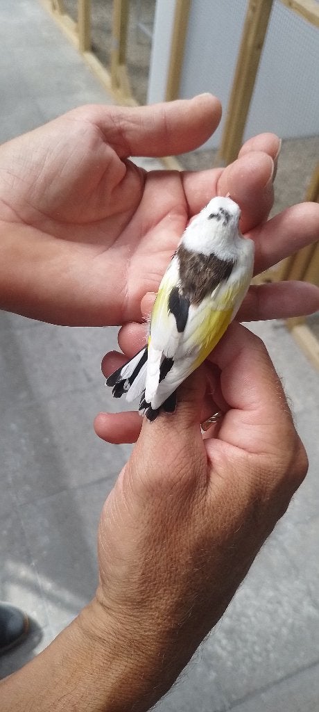 parva, Dieren en Toebehoren, Vogels | Kanaries, Meerdere dieren, Kleurkanarie
