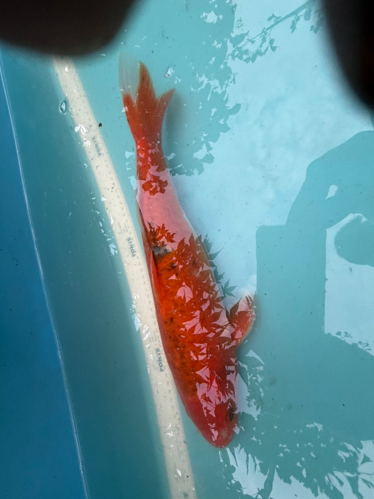 Benigoi koi, Karper of Koi