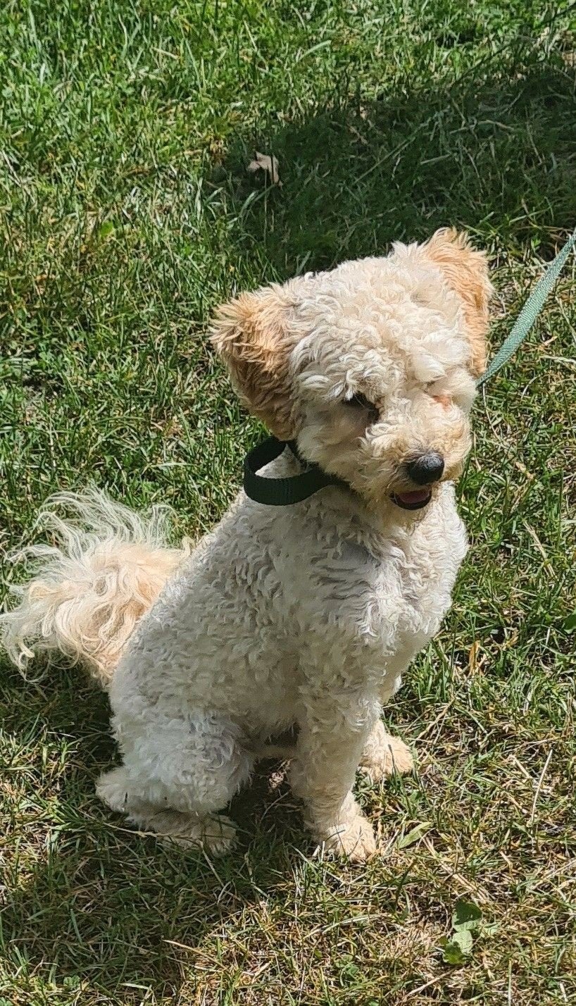 toypoedel Bobby dekreutje .niet tekoop, Reu, Eén hond, CDV (hondenziekte), 3 tot 5 jaar