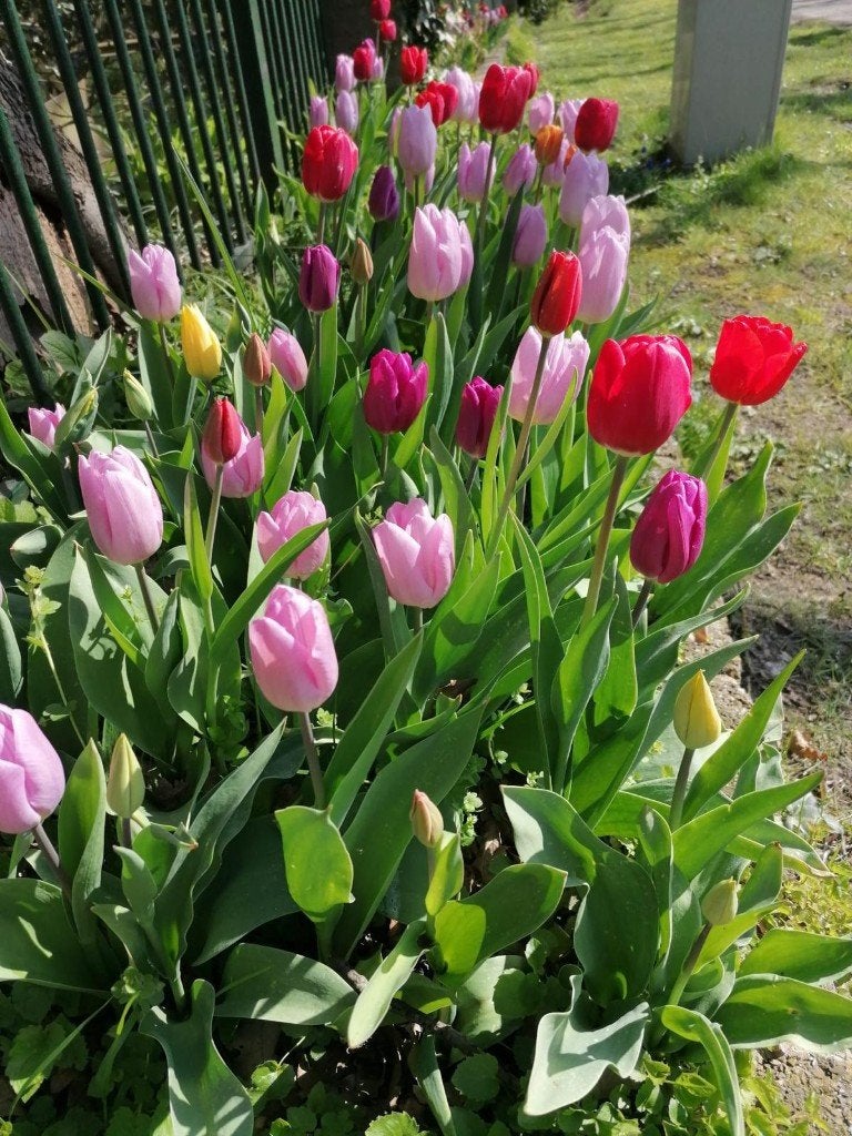 100 Tulpenbollen €15,-, Ophalen of Verzenden, Najaar, Volle zon, Bloembol