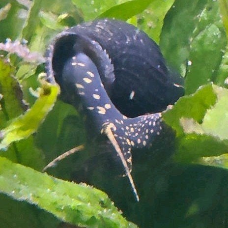 Jonge sulawesi slakken in de kleuren golden + yellow spotted, Slak of Weekdier