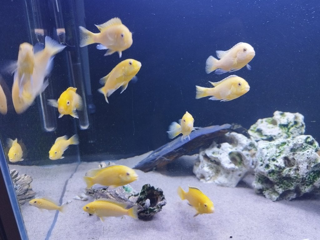 Prachtige kweekgroep Labidochromis caeruleus, Dieren en Toebehoren, Vis