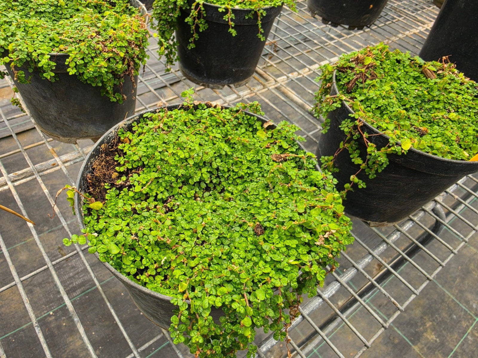 Soleirolia soleirolii slaapkamergeluk, Ophalen, Overige soorten, Volle zon