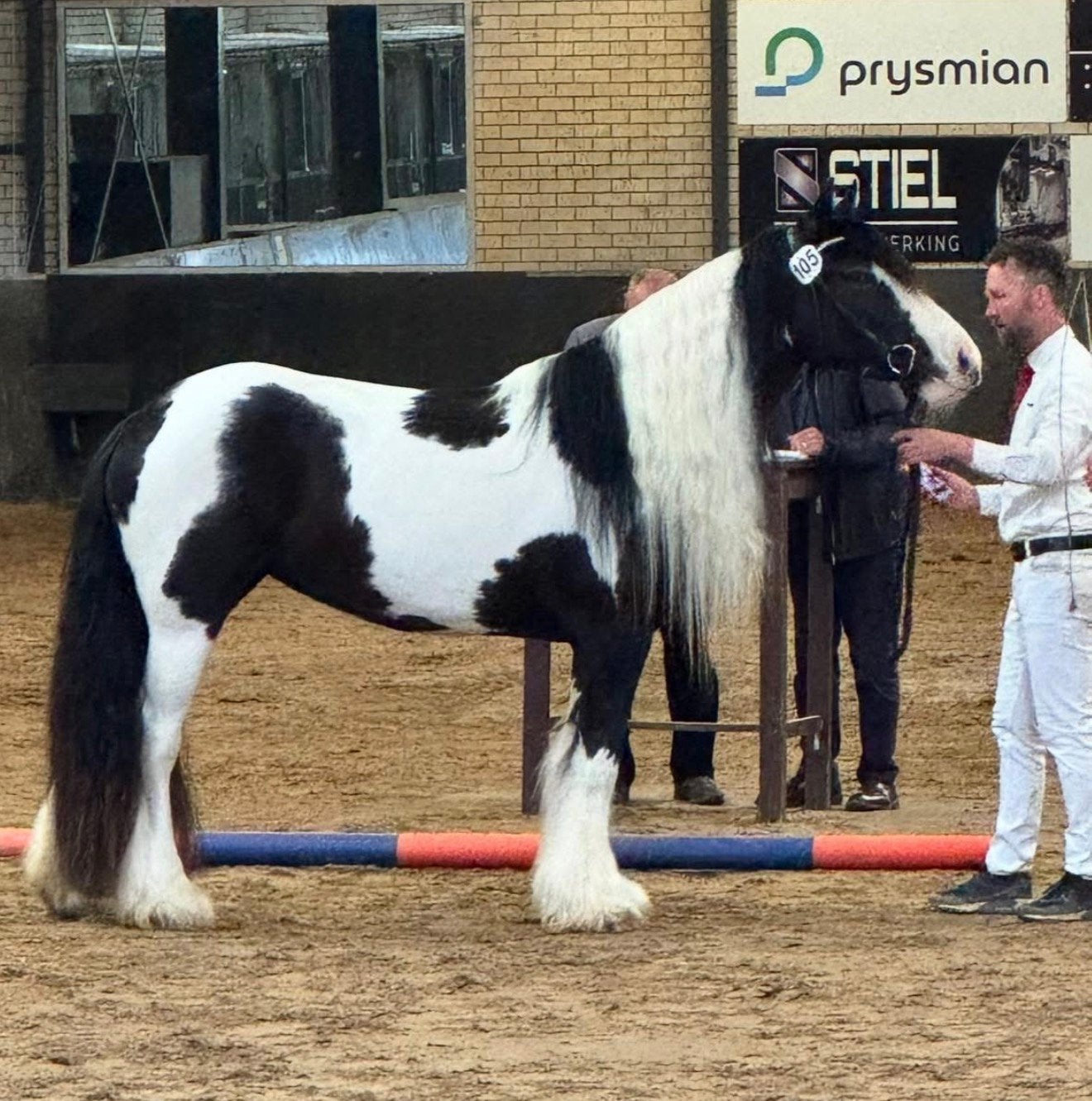 Prachtige tinker merrie, Dieren en Toebehoren, Merrie, Minder dan 160 cm, Met stamboom, 3 tot 6 jaar