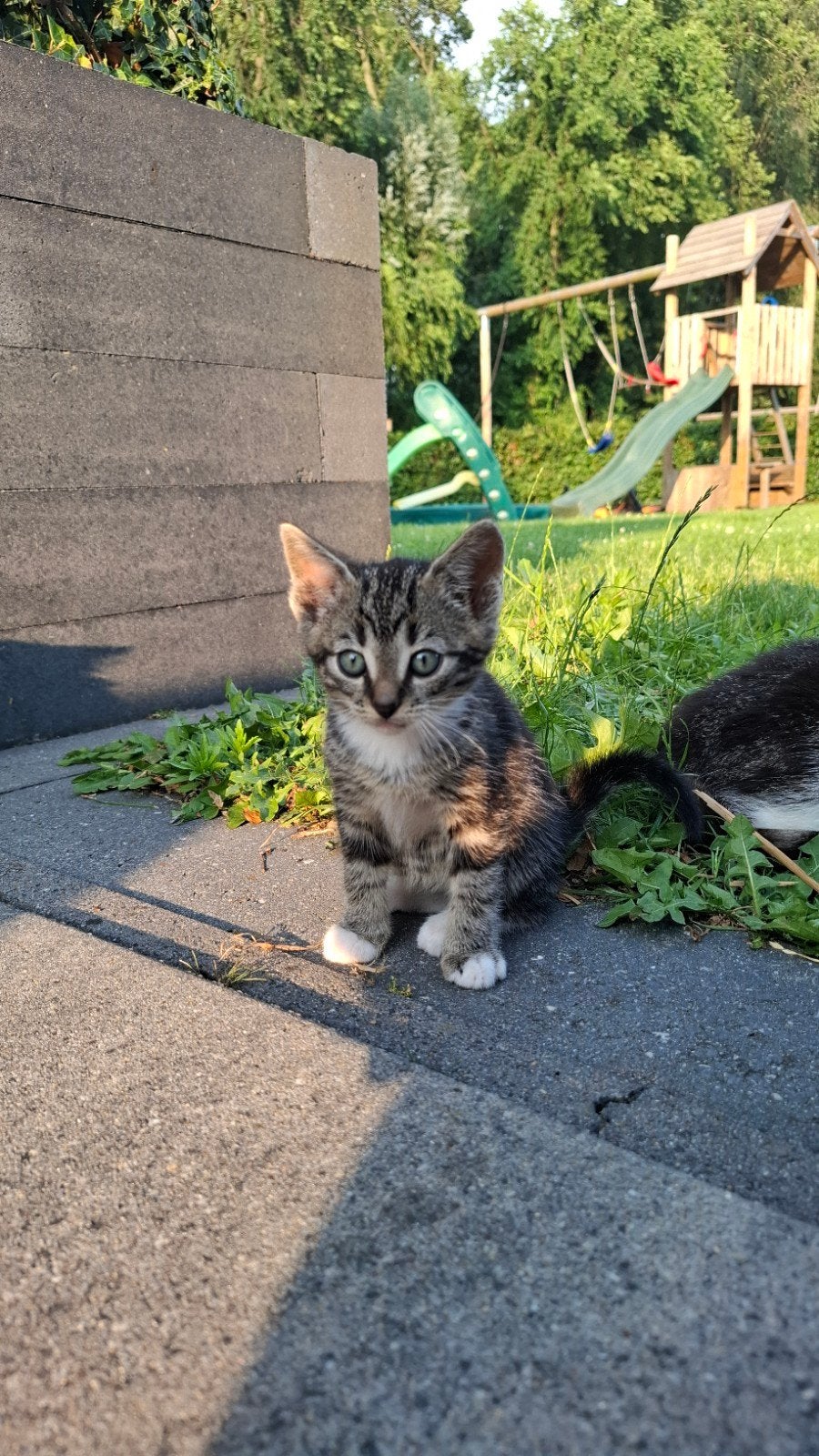 Boerderijkittens, Meerdere dieren