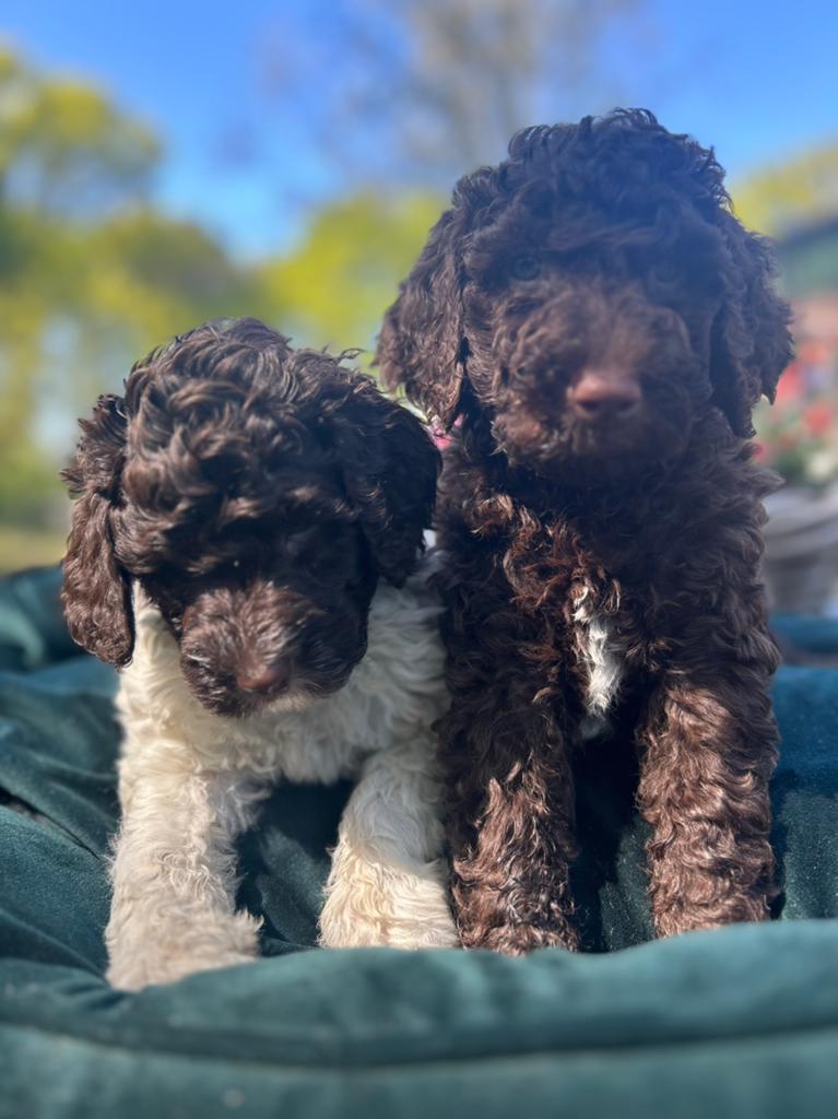Medium Australian Labradoodle reutjes, pups!, Dieren en Toebehoren, Honden | Retrievers, Spaniëls en Waterhonden, Parvo, 8 tot 15 weken